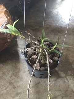 lan rừng Hoàng Thảo Đơn Cam