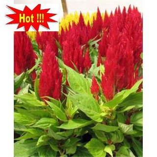 50H - HẠT GIỐNG HOA MÀO GÀ LỬA