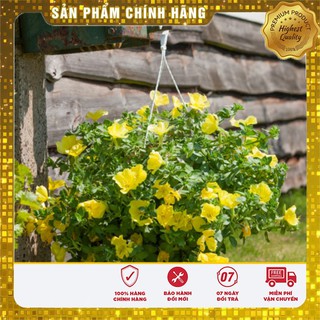 Hạt Giống Hoa Anh Thảo Vàng LUCKY - 5 hạt