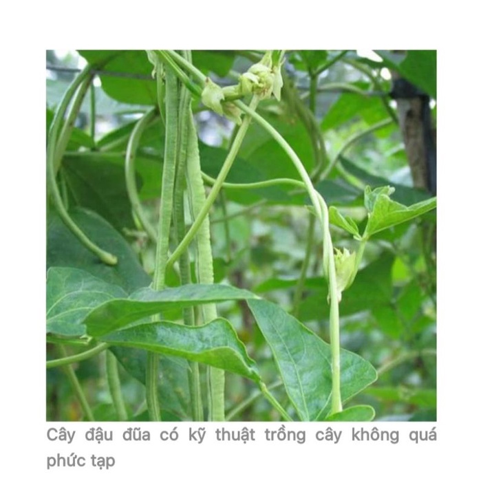 Đậu đũa cao sản 30H