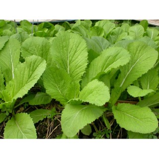 Hạt giống cải bẹ xanh mỡ