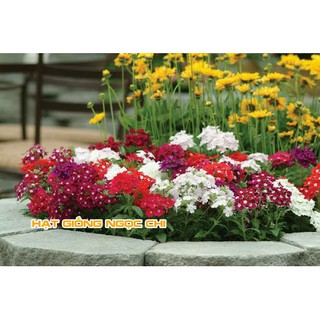 Hạt Giống Hoa Vân Anh (Cúc Indo) - 50 Hạt