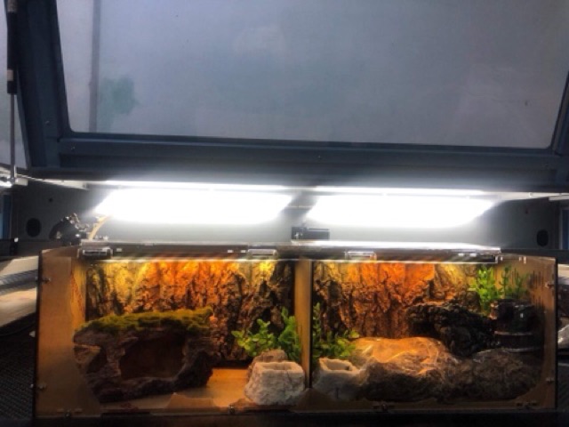 Tank nuôi nhện, rết, rắn,... 50-15-15cm có vách ngăn tháo được (tank đôi)