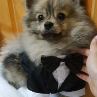 Áo Vest cho chó mèo