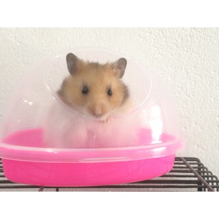 Nhà Tắm Lớn Cho Hamster - KHÔNG GÙ LƯNG + Tặng Nón Hamster