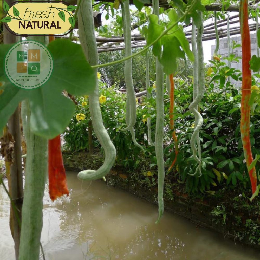 Hạt giống mướp rồng( rắn) Nhật Bản, lặc lè (lặc lày) dài siêu trái