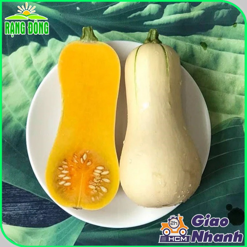 Hạt giống Bí Ngô Mỹ Da Vàng Lai F1 trái to, ruột dẻo, rất thơm, trồng quanh năm - Hạt giống Rạng Đông