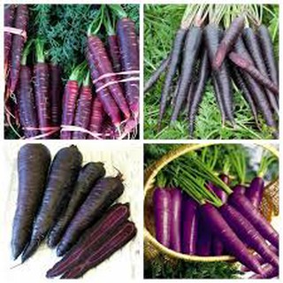 Hạt giống cà rốt tím (0,2g)