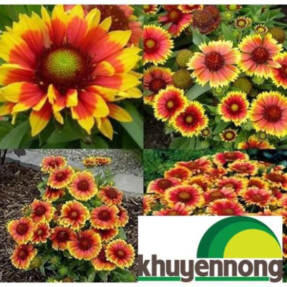 100 hạt giống cúc công chúa