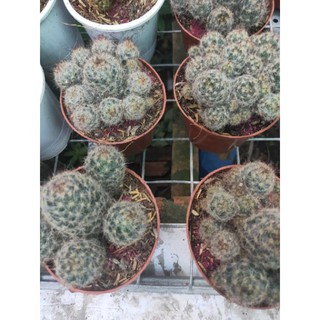 Xương Rồng Trứng Chim (Nâu)