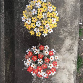 HOA KHÔ ( HOA SAO TÍM)
