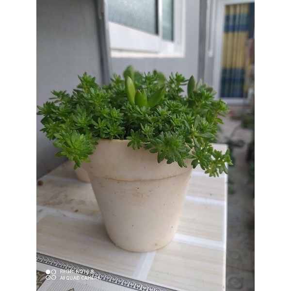Cây sen đá sedum xanh