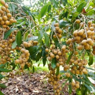 Cây Nhãn xuồng trồng chậu có hoa trái