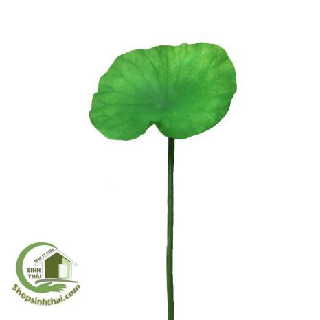 Lá sen giả - cành lá sen cao cấp - 1 lá