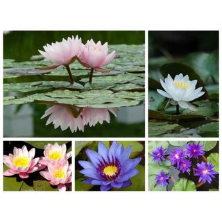 Hạt giống hoa SÚNG THÁI mini (nhiều màu)