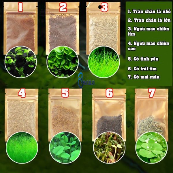 Hạt giống cây thủy sinh