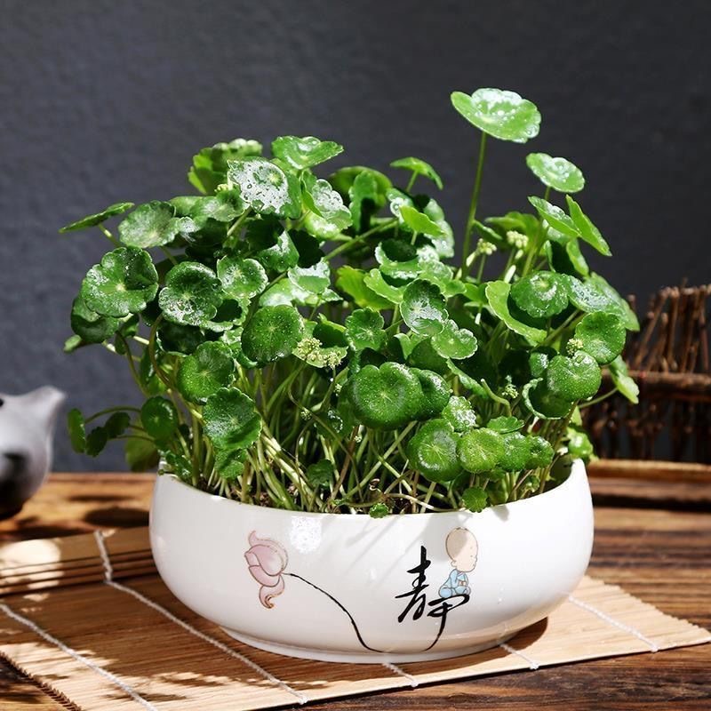 Hạt giống cỏ, dễ trồng bốn mùa, lá to, dễ sống, hạt giống 100h