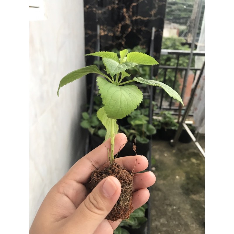 Cây húng cây