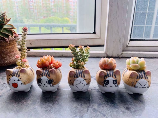 Chậu mini sét theo hình