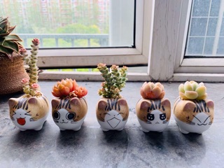 Chậu mini sét theo hình
