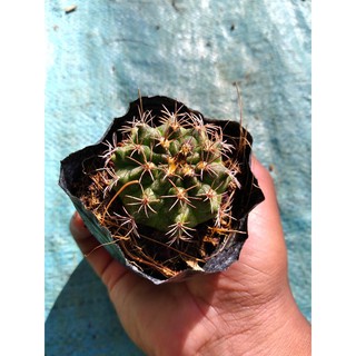 Xương rồng gymno