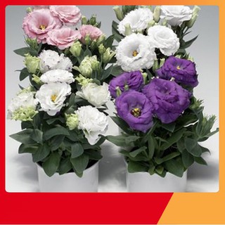 Hạt Giống Hoa Cát Tường