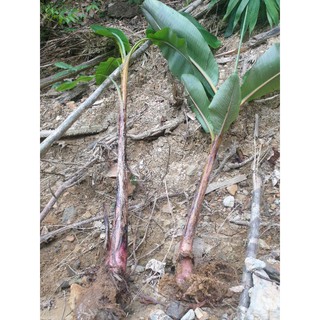 cây chuối hột rừng