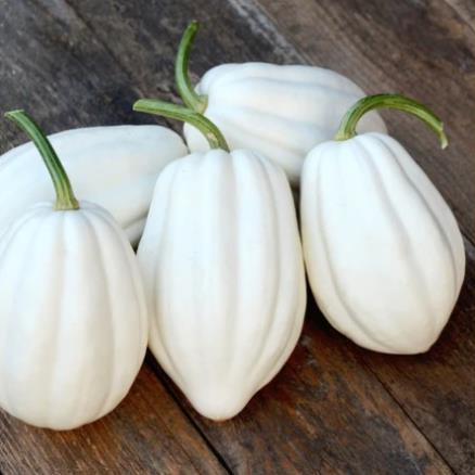 Hạt giống Bí ngô trắng 5 hạt