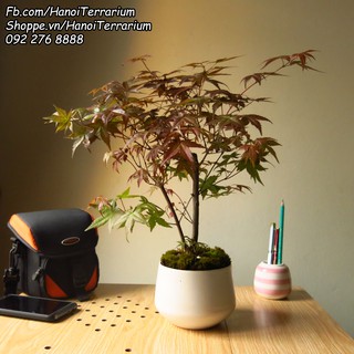 Cây để bàn Phong lá đỏ