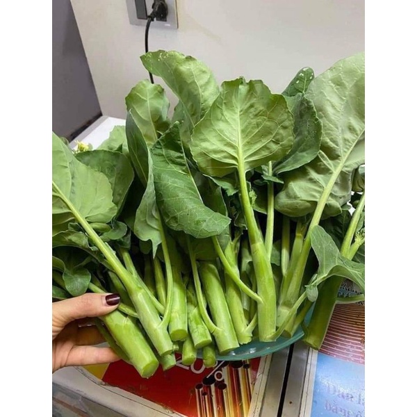 Hạt giống cải rổ chịu nhiệt Trang Nông 20gr, dễ trồng, năng suất