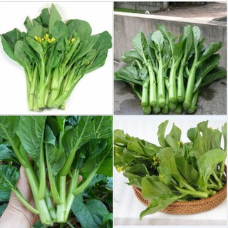Bộ 3 Gói Hạt Giống Rau Cải Ngồng - Tặng 1 gói phân