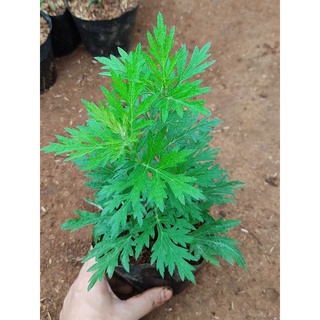 Cây ngải cứu chậu trung