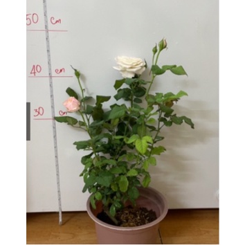 Hoa hồng ngoại Keira trắng hồng pastel hương hoa mộc dược, giao cây chậu C9 - Trang Flowers