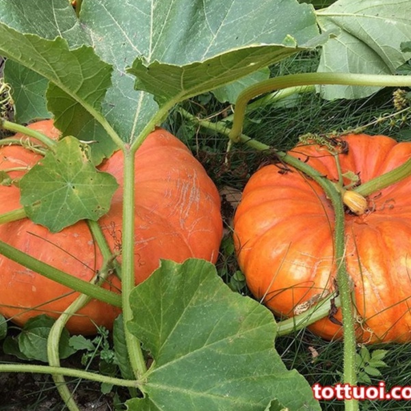 Hạt Giống Bí Ngô To (tặng kèm phân)