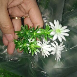 Cỏ điểm ký- cúc 2nhánh cực xinh