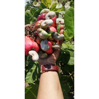 Hạt điều rang muối ĐẶC SẢN BÌNH PHƯỚC 500gr