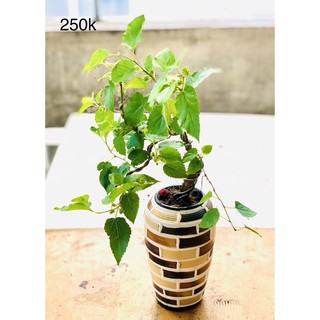 Chậu dâu tằm bonsai