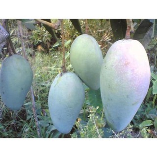 Cây Xoài Thái