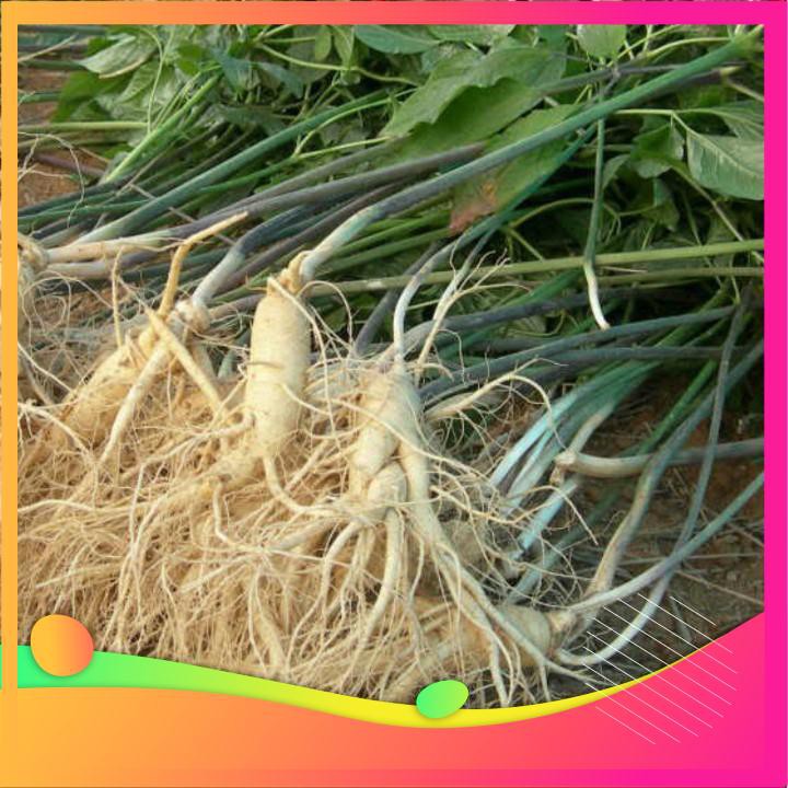 Hạt Giống Nhân Sâm Hàn Quốc - 4 Hạt  VIETGAR