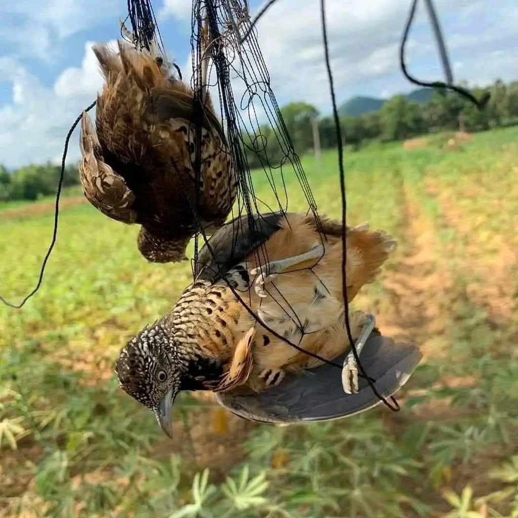 Bộ 10 cung bẫy cút, mắt lưới 5p sợi nhuyễn siêu tàng hình, khung thép ac độ bền cao siêu nhạy