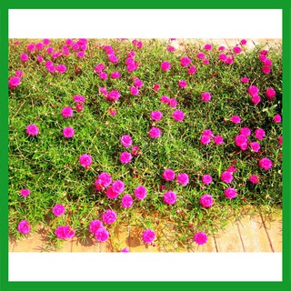 Hạt giống hoa Mười Giờ