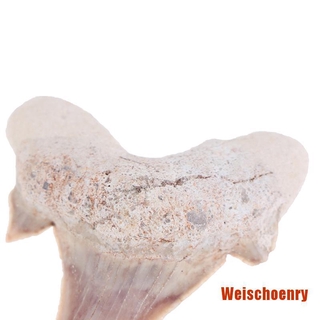 Răng Cá Mập Giảng Dạy Khoa Học Megalodon