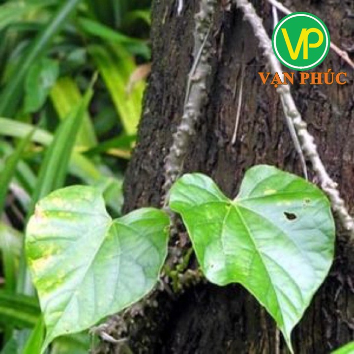 Cây dây thần thông