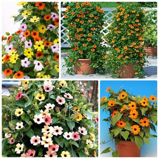 Hạt Giống Hoa Ánh Dương Mắt Huyền Nhiều màu ( dây leo)