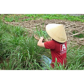 Nước Lau Sàn Nhà Đậm Đặc Sả Chanh Thảo Mộc An toàn cho sức khỏe 100%