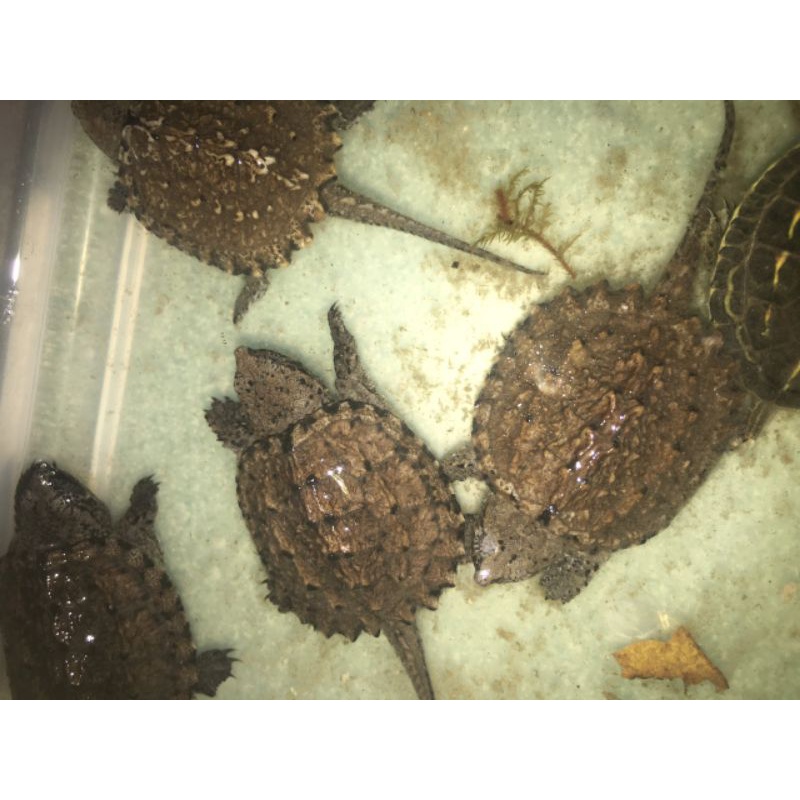 Rùa Common snapping baby mini cực đẹp