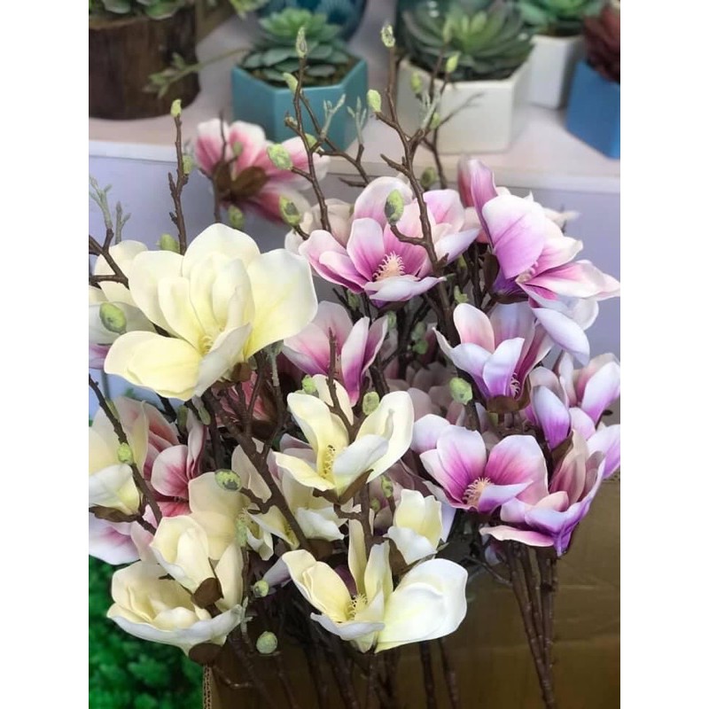 MỘC LAN CAO SU 5 bông LOẠI ĐẸP