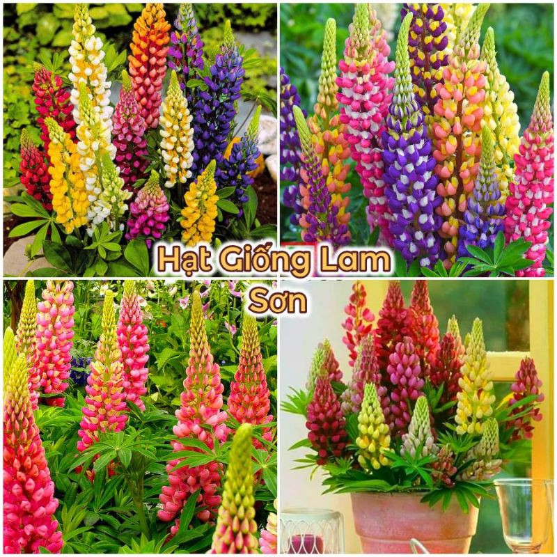 HẠT GIỐNG HOA LUPIN ( HOA ĐUÔI CHIM ) - Loài Hoa Đẹp Sang Chảnh, Quý Hiếm.