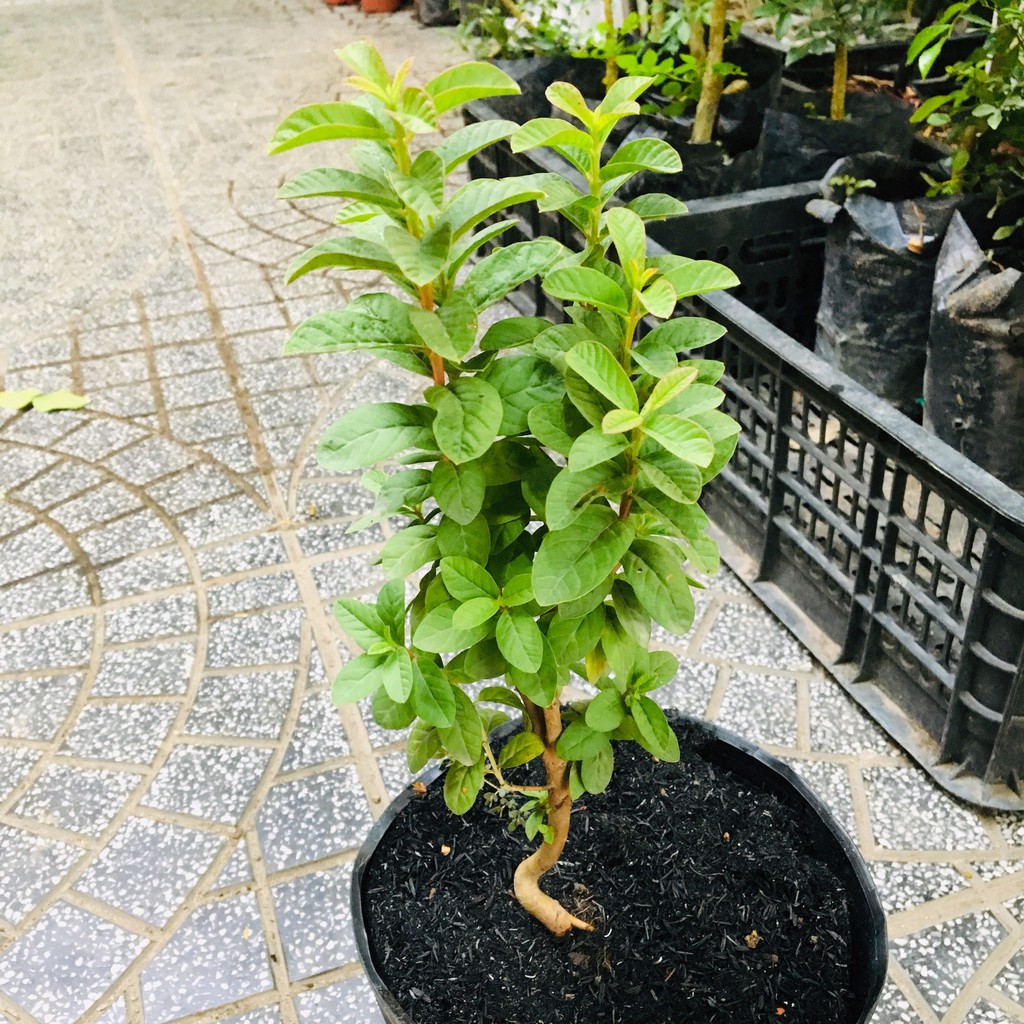 CÂY ỔI SẺ - CÂY ỔI NHẬT - CÂY ỔI TÀU