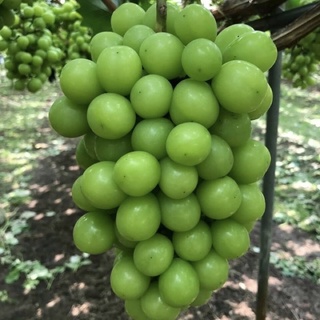 Cây Nho Giống Nho Mẫu Đơn. Mua 2 cây trở lên tặng kèm phân .( Có Video Hướng Dẫn Cách Trồng )